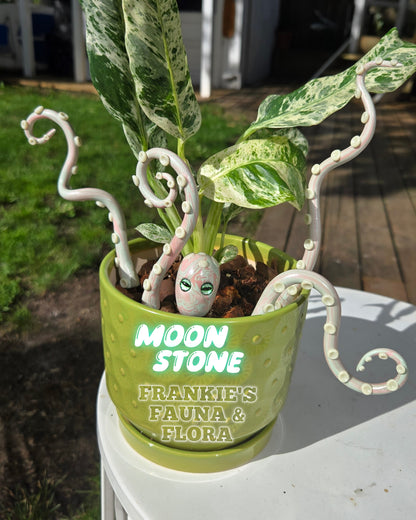 Kraken Plant Stake Set (5 Piece)